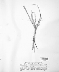 Phyllachora graminis image